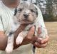 Australian Shepherd Puppies for sale in Chapin, SC 29036, USA. price: $800