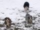 Australian Shepherd Puppies for sale in Long Prairie, MN 56347, USA. price: $600