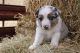 Australian Shepherd Puppies for sale in Fayetteville, TN 37334, USA. price: NA