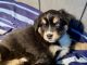 Australian Shepherd Puppies for sale in OR-228, Sweet Home, OR, USA. price: NA