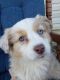 Australian Shepherd Puppies for sale in Baltimore, MD 21229, USA. price: $2,000