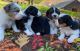 Australian Shepherd Puppies for sale in Los Angeles, CA, USA. price: $1,000