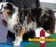 Australian Shepherd Puppies for sale in Deming, NM 88030, USA. price: NA