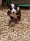 Australian Shepherd Puppies for sale in Monticello, GA 31064, USA. price: $900