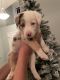 Australian Shepherd Puppies for sale in Eatonville, WA 98328, USA. price: NA