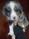 Australian Shepherd Puppies for sale in Camden, TN, USA. price: $800