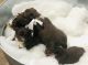 Australian Shepherd Puppies for sale in Olathe, KS, USA. price: $850