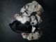 Australian Shepherd Puppies for sale in Guthrie, OK, USA. price: $350