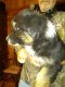Australian Shepherd Puppies for sale in Plattsburgh, NY, USA. price: $1,000