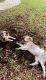 Australian Shepherd Puppies for sale in Miami, FL, USA. price: $2,000