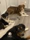 Australian Shepherd Puppies for sale in Woodbridge, VA 22191, USA. price: NA
