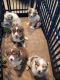 Australian Shepherd Puppies for sale in 24111 Fielding Reach Ln, Porter, TX 77365, USA. price: $800