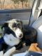 Australian Shepherd Puppies for sale in Worcester, MA 01602, USA. price: NA