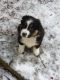 Australian Shepherd Puppies for sale in 453 Calispel Trail, Newport, WA 99156, USA. price: NA