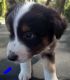 Australian Shepherd Puppies for sale in Bloomingdale Ave, Riverview, FL, USA. price: $1,500