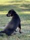 Australian Shepherd Puppies for sale in Waipahu, HI 96797, USA. price: $2,500