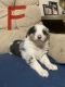 Australian Shepherd Puppies for sale in Stillwater, PA 17878, USA. price: NA