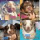 Australian Shepherd Puppies for sale in Honey Grove, TX 75446, USA. price: $800