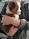Australian Shepherd Puppies for sale in Pocatello, ID, USA. price: $800