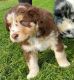 Australian Shepherd Puppies for sale in Boring, OR, USA. price: $500
