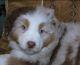 Australian Shepherd Puppies for sale in Sandy Hook, KY 41171, USA. price: NA