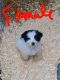 Australian Shepherd Puppies for sale in 453 Calispel Trail, Newport, WA 99156, USA. price: $650