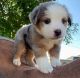 Australian Shepherd Puppies for sale in 203 US-1, Norlina, NC 27563, USA. price: $500