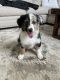 Australian Shepherd Puppies for sale in Worcester, MA, USA. price: $1,200