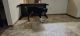 Australian Shepherd Puppies for sale in Mankato, MN, USA. price: $350