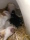 Australian Shepherd Puppies for sale in Dixon, MO 65459, USA. price: NA