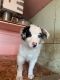 Australian Shepherd Puppies for sale in Parkersburg, IA 50665, USA. price: $450