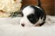Australian Shepherd Puppies for sale in Ashburn, VA, USA. price: $1,600