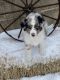 Australian Shepherd Puppies for sale in Coleman, TX 76834, USA. price: NA