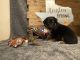 Australian Shepherd Puppies for sale in Spring, TX 77379, USA. price: $500,600
