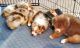 Australian Shepherd Puppies for sale in Waxahachie, TX, USA. price: NA
