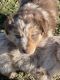 Australian Shepherd Puppies for sale in Spencer, IN 47460, USA. price: $700