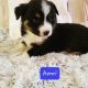 Australian Shepherd Puppies for sale in Terrell, TX, USA. price: $700