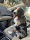 Australian Shepherd Puppies for sale in Celina, TX 75009, USA. price: $800
