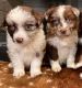 Australian Shepherd Puppies for sale in Conroe, TX, USA. price: $1,200