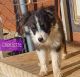 Australian Shepherd Puppies for sale in Midland, TX, USA. price: $800