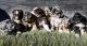 Australian Shepherd Puppies for sale in Nogal, NM 88341, USA. price: $500