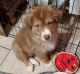 Australian Shepherd Puppies for sale in Waxahachie, TX, USA. price: $675