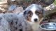 Australian Shepherd Puppies for sale in Sacramento, CA, USA. price: NA