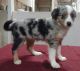 Australian Shepherd Puppies for sale in Campbell, MN 56522, USA. price: $300