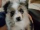 Australian Shepherd Puppies for sale in Waxahachie, TX, USA. price: $800