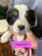 Australian Shepherd Puppies for sale in Randolph, NY 14772, USA. price: NA