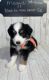 Australian Shepherd Puppies for sale in Murfreesboro, TN, USA. price: $500
