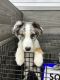 Australian Shepherd Puppies for sale in 12100 Park Blvd N, Seminole, FL 33772, USA. price: $2,000