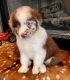 Australian Shepherd Puppies for sale in Conroe, TX, USA. price: $1,000