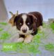 Australian Shepherd Puppies for sale in Idabel, OK 74745, USA. price: $1,000